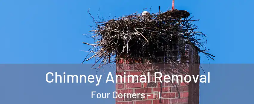 Chimney Animal Removal Four Corners - FL