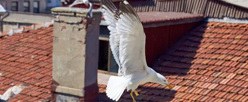 Residential Chimney Animal Removal Solution in Four Corners, FL
