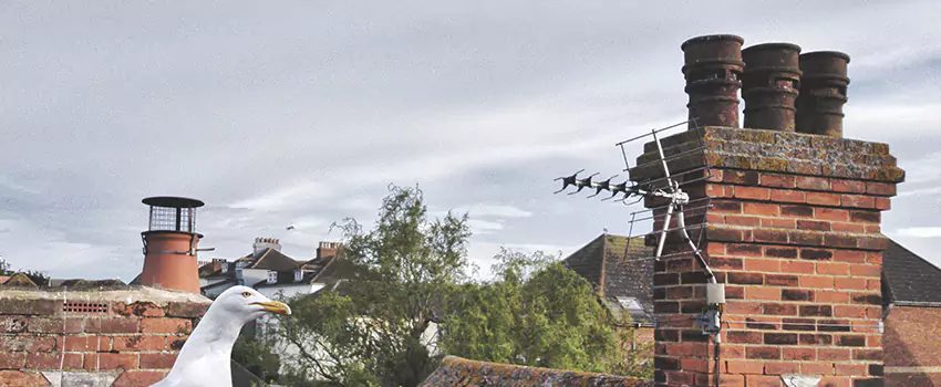 Chimney Cleaning And Restoration in Four Corners, Florida
